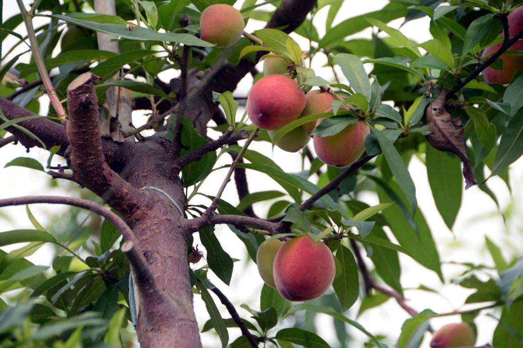 Kilosu 300 liradan ihraç ediliyor. Hadi Bismillah hasat dönemi başladı - Resim: 6